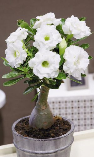 Адениум тучный БЕЛОСНЕЖКА