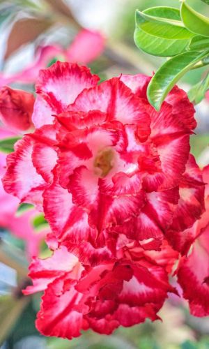 Адениум тучный ЗВЕЗДА САЙГОНА