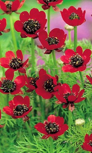 Адонис КРАСНЫЙ