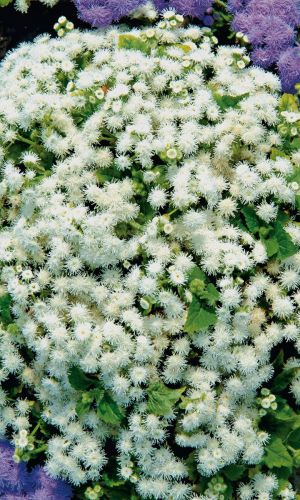 Агератум СНЕЖНЫЙ СУГРОБ