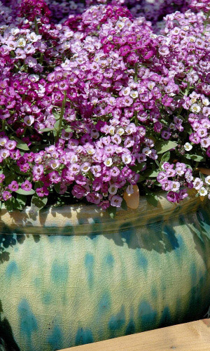 Алиссум РОЗОВАЯ КОРОЛЕВА — Нежный аромат!