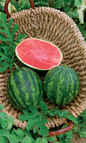 Арбуз ПРОДЮСЕР