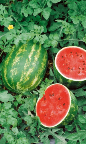 Арбуз СИБИРСКИЙ ГИГАНТ