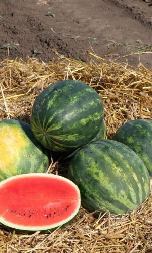 Арбуз ТРИУМФ