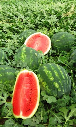 Арбуз ВОЛЖАНИН