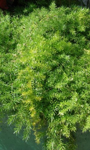 Аспарагус ФАЗЗИ ФЕРН