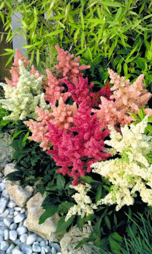 Астильба арендса СМЕСЬ ОКРАСОК