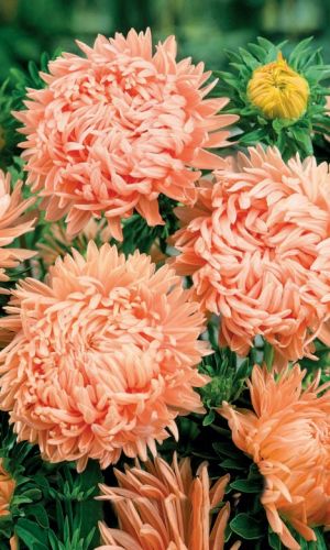 Астра АЛЛА БОРИСОВНА