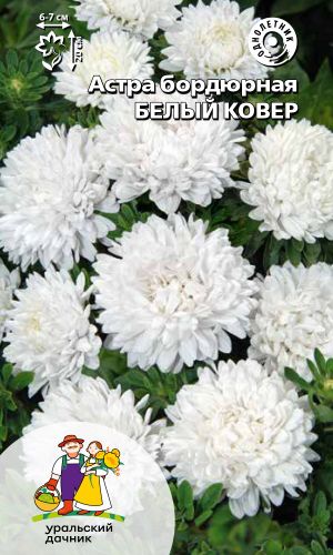 Астра БЕЛЫЙ КОВЁР