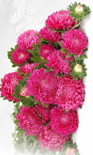 Астра БУКЕТНАЯ РОЗОВАЯ