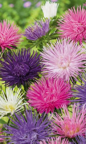 Астра ДИВО ДИВНОЕ