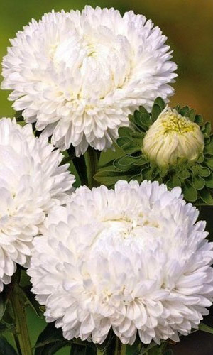 Астра ГИГАНТСКАЯ БЕЛАЯ