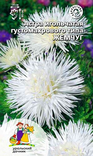 Астра игольчатая ЖЕМЧУГ