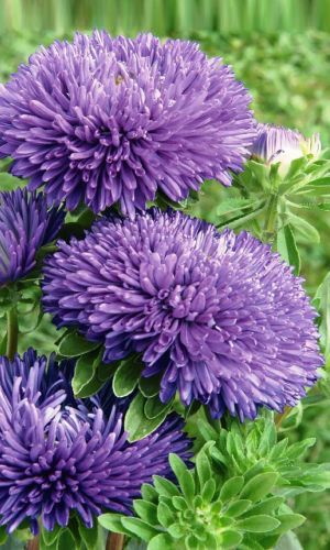 Астра КАРТКАЙЗЕР коготковая