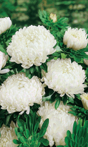 Астра КОРОЛЕВА В БЕЛОМ