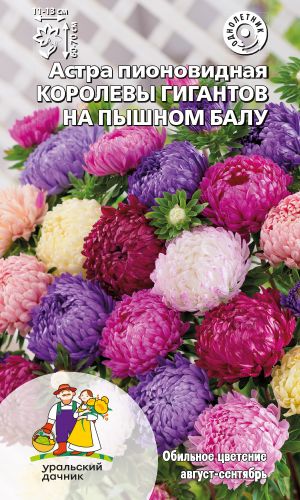 Астра КОРОЛЕВЫ ГИГАНТОВ НА ПЫШНОМ БАЛУ &mdash; обильноцветущая с очень крупными, густомахровыми соцветиями!