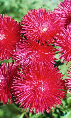 Астра КОСТЁР