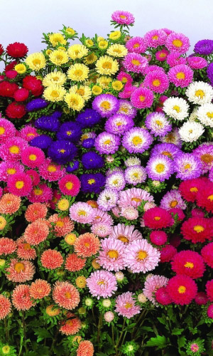 Астра МАЦУМОТО СМЕСЬ