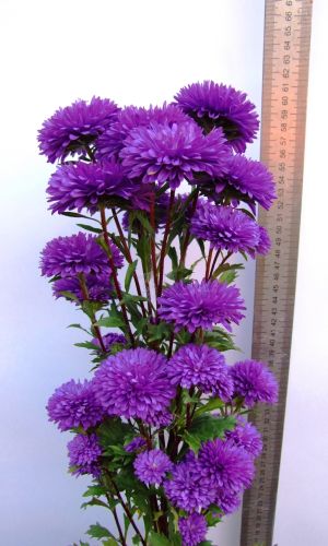 Астра МАРИНА