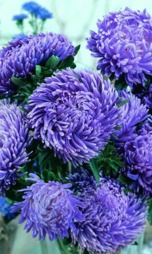 Астра МАРШ АВИАТОРОВ ГОЛУБОЙ — Тип комплимент