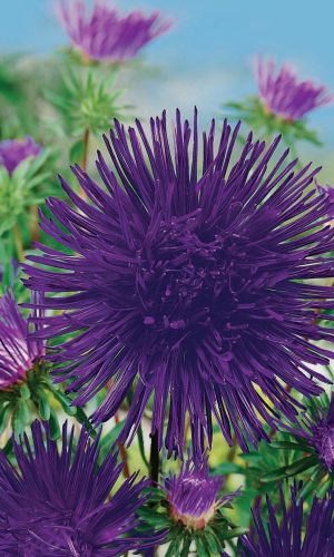 Астра НОЧНАЯ ЗВЕЗДА — Густомахровая, игольчатый тип