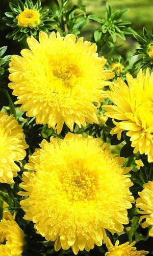 Астра ОЛИМПИЙСКОЕ ЗОЛОТО — Помпонная