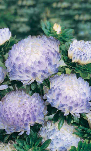 Астра ДЮШЕС БЛЮ ЭНД ВАЙТ — Пионовидная! Изумительные цветы для срезки!