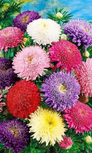 Астра принцесса СКАЗКА