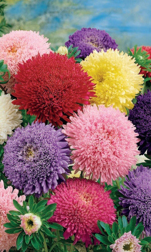 Астра принцесса ЯРКАЯ СМЕСЬ