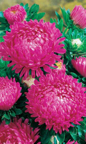 Астра РОЗОВАЯ БАШНЯ