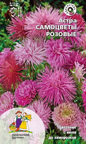 Астра САМОЦВЕТЫ РОЗОВЫЕ