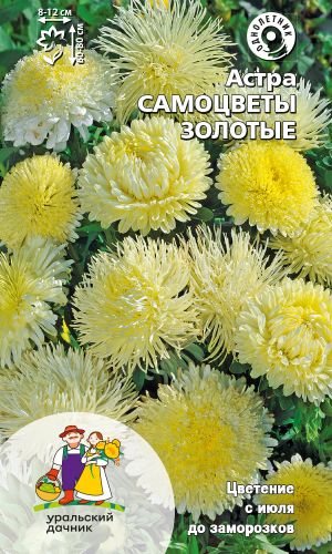 Астра САМОЦВЕТЫ ЗОЛОТЫЕ