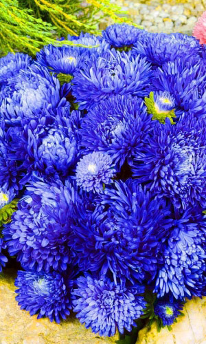 Астра СИНЯЯ БАШНЯ — Пионовидная