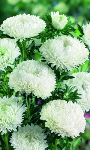 Астра СНЕЖНАЯ КРАСАВИЦА — Пионовидная