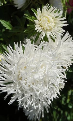 Астра СНЕЖНО-БЕЛАЯ