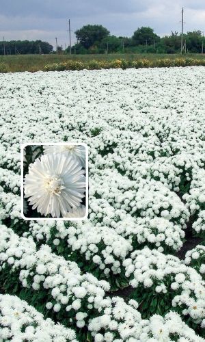 Астра СНЕЖНЫЙ ЖЕМЧУГ &mdash; Обильноцветущая. Одновременно до 45 цветков на растении!