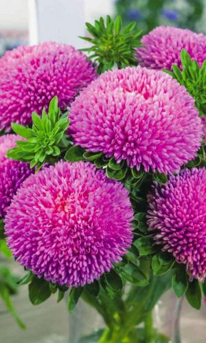 Астра ТУРМАЛИН