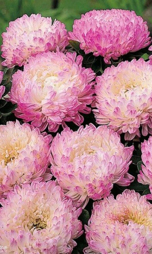 Астра ЯБЛУНЕВА