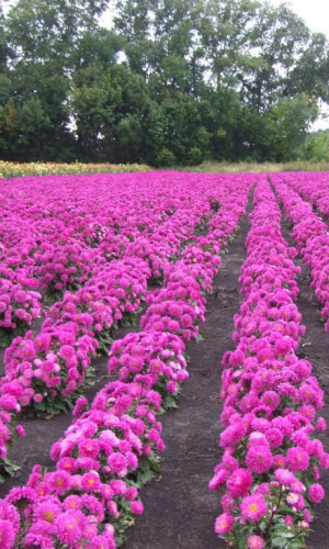 Астра ЗАРЕВО &mdash; Обильноцветущая. Одновременно до 30 цветков на растении!