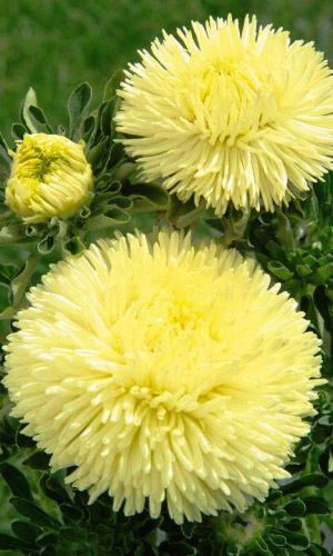 Астра ЖЁЛТАЯ БАШНЯ