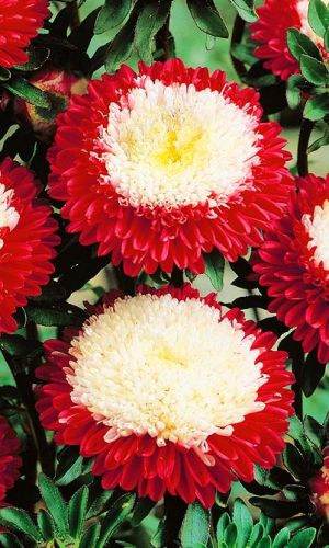 Астра ЗИМНЯЯ ВИШНЯ — Помпонная