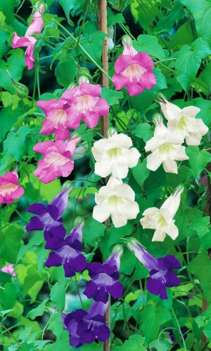 Азарина ЛАЗАЮЩАЯ СМЕСЬ