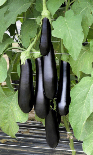 Баклажан БАТАЙСКИЙ