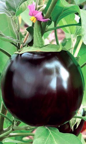 Баклажан ЧЁРНАЯ МАГИЯ F1