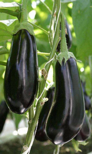 Баклажан ЧЁРНОЕ СОВЕРШЕНСТВО F1