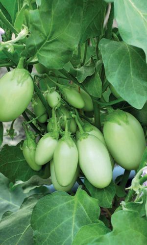 Баклажан ДРУЖБА