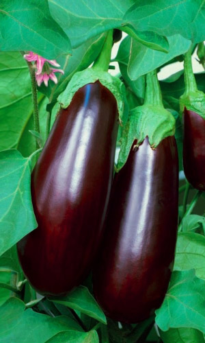 Баклажан КИРОВСКИЙ