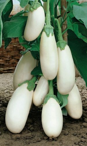 Баклажан ЛЕБЕДИНЫЙ