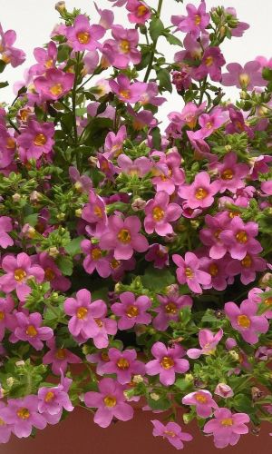 Бакопа РОЗОВАЯ ВЕРШИНА