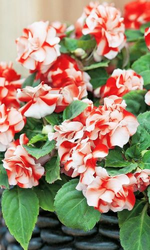 Бальзамин АТХЕНА F1 ОРАНЖЕВЫЙ С БЕЛЫМ